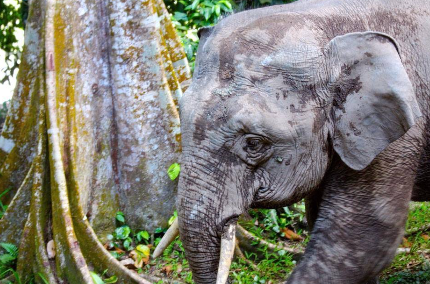 Top 10 Facts about Borneo Elephant by Animals Birds Info Medium
