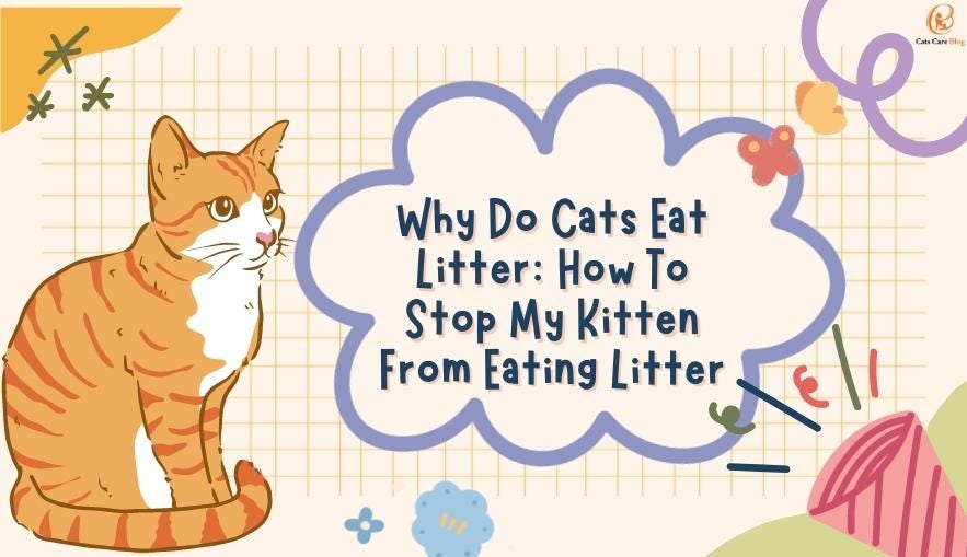 Why Do Cats Eat Litter: How To Stop My Kitten From Eating Litter? | by cats  care blog | Medium