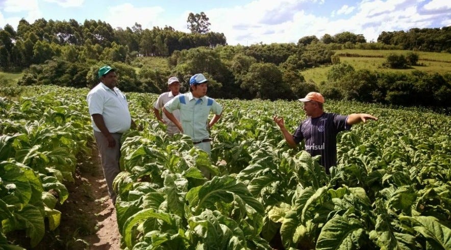 Analise econômica e social do Tabaco e do Mercado Ilegal no Brasil : Da plantação a impotência…