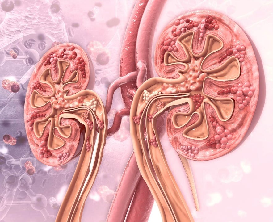 What is Kidney Cancer. Kidneys are beanshaped organs that… by