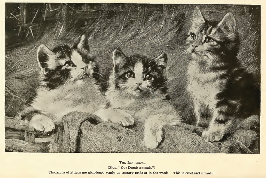 A History of cats — the purrfect pet by History Monthly Medium