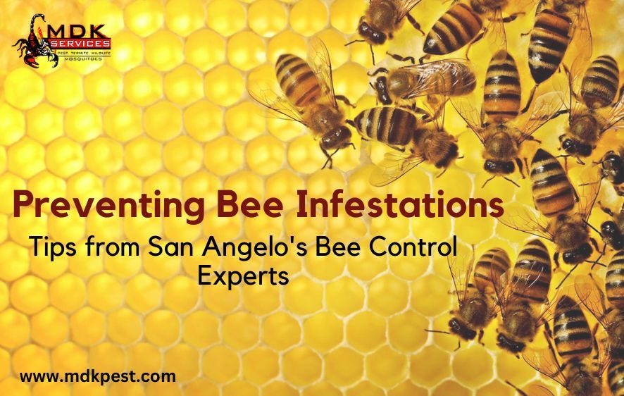 Preventing Bee Infestations Tips from San Angelo’s Bee Control Experts