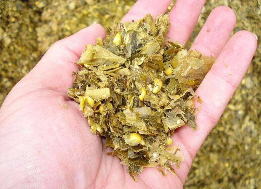 Cara Membuat Silase Rumput Liar yang Bernutrisi