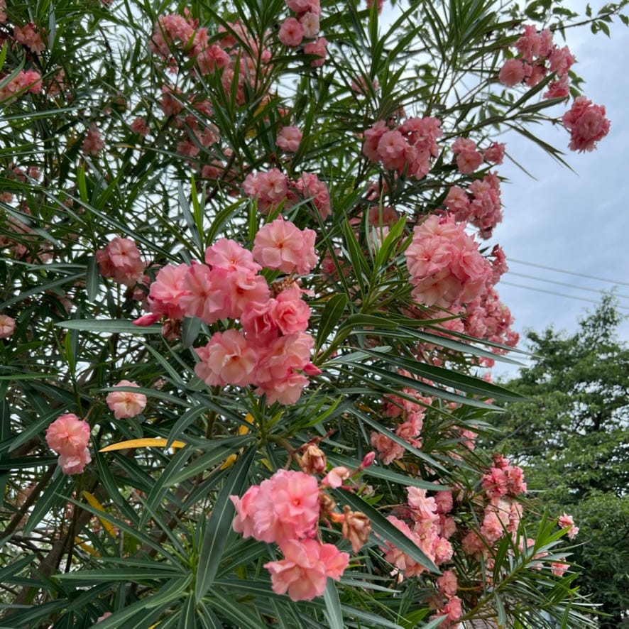 The Relationship between Mathematics and Physics May Be Similar to the