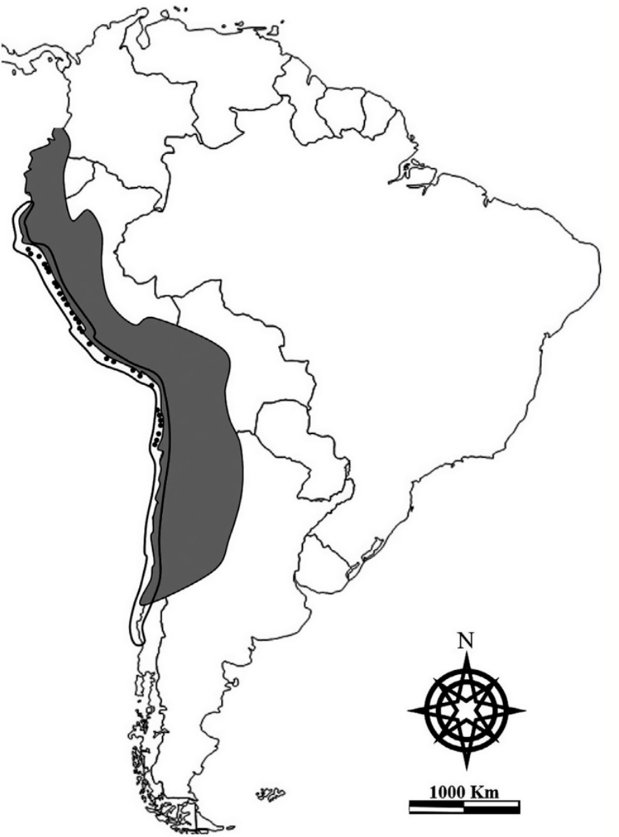 Figure 1. Map of the Inca Empire (grey), with the geographical distribution of Inca Empires (black delineated line) and the principal guano deposits (black dots) along the western coast of South America. (doi:10.1111/ibi.12867)