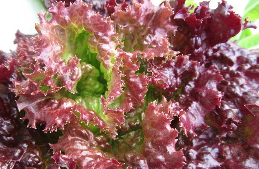 Hydroponic Lettuce Growing Requirements by Melonteklighting Medium