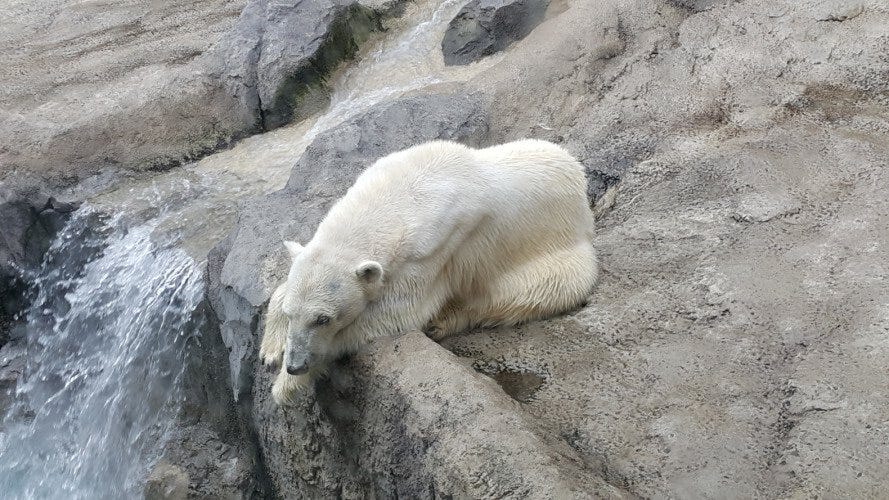 Zoochosis what is zoochosis ? zoochosis is word used to explain the