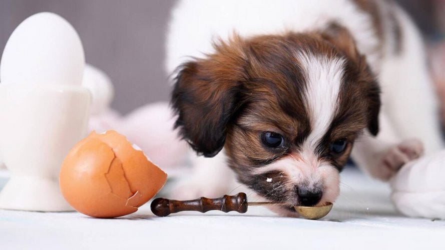 Is it beneficial for a dog’s skin and coat to consume raw eggs? by
