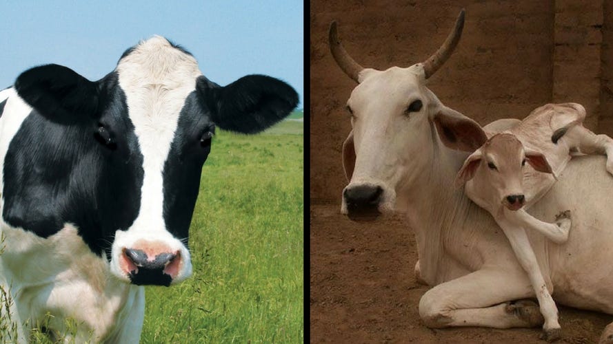 Jersey Cow or Desi Cow? Which Milk is better for your health? | by Soniya  Nikam MS, RD. | DawaiBox | Medium