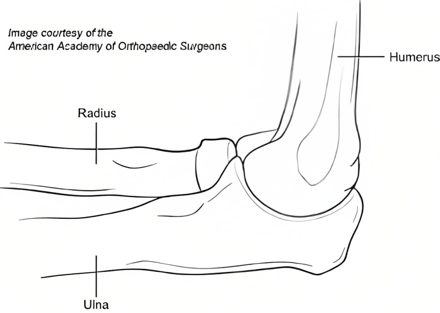 The Elbow Joint Understanding Its Classification and Functions Biology Diagrams