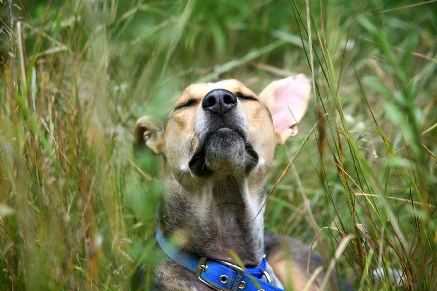 5 Famous Songs About Dogs What Is Better Than Music To Express By 