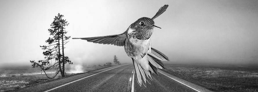 Le colibri prend son envol