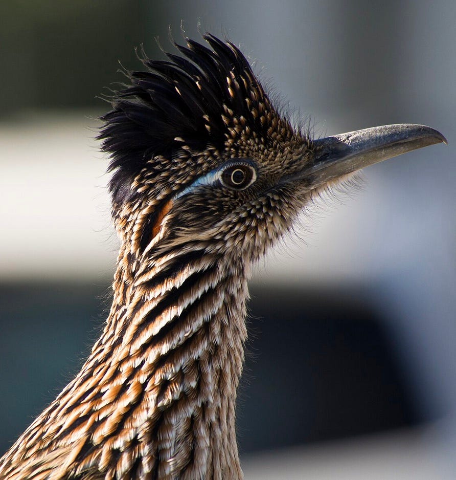 ROADRUNNER. His eyes were wide open but He was off…