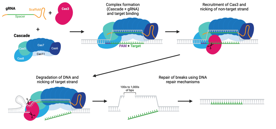 Process of CRISPR-Cas3 gene editing. Credit