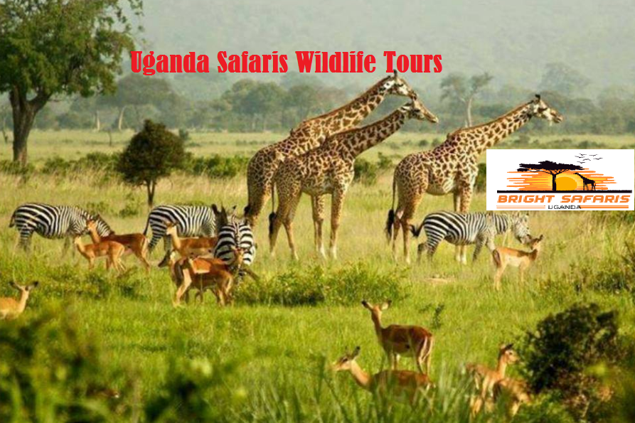 Visiting Uganda Explore The Top National Park In Uganda By