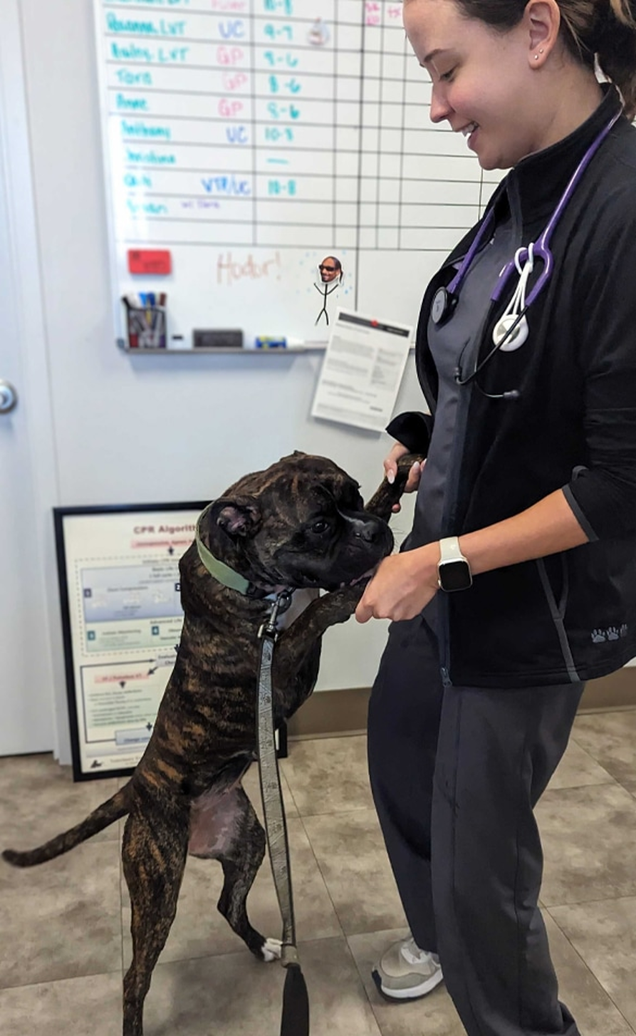 What Services Should You Expect from a Professional Vet in Clifton, VA?
