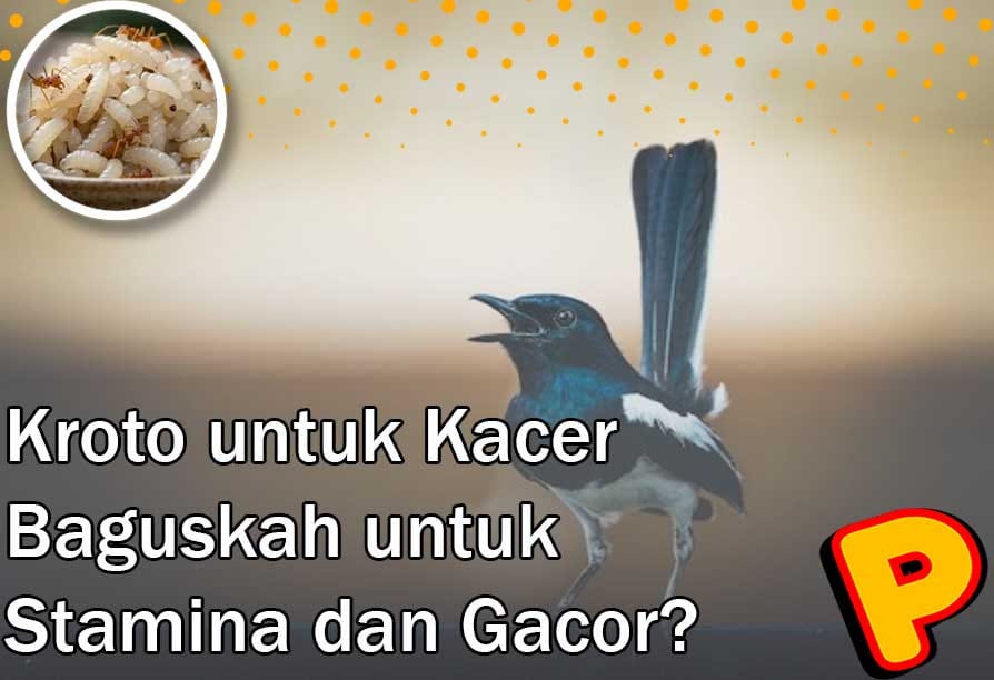 Is Kroto Good for Kacer Birds’ Stamina and Chirping Performance?
