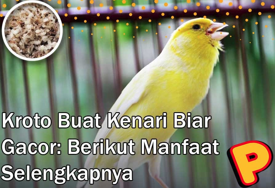 Kroto for canaries