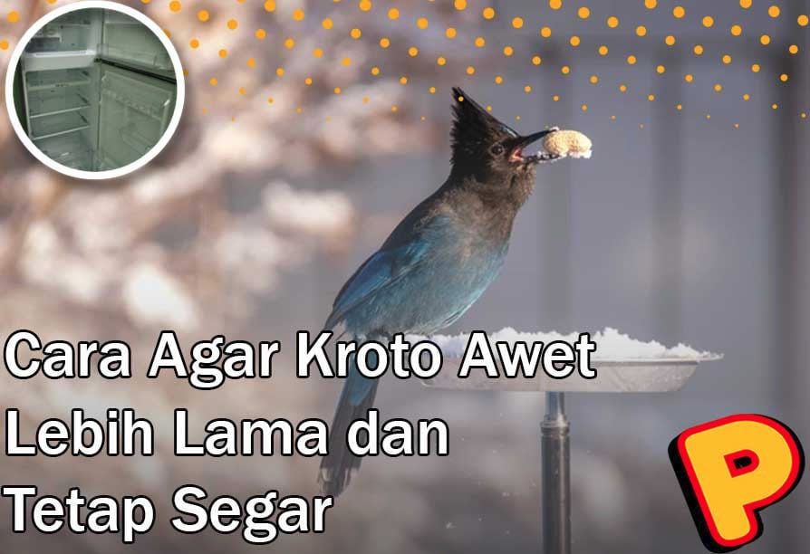 How to Make Kroto Last Longer and Stay Fresh