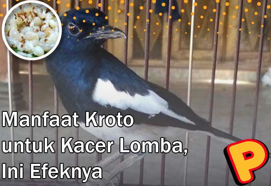 Benefits of Kroto for Competition Kacer, These are the Effects if Given Regularly