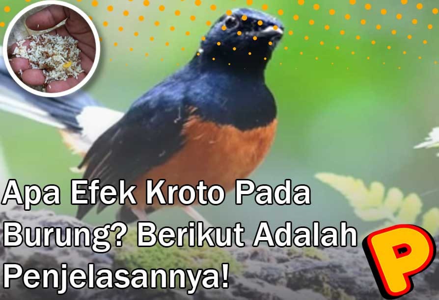 effects of kroto
