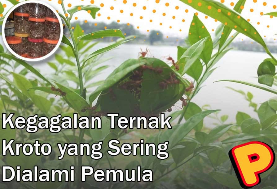 Common Failures in Kroto Farming Often Experienced by Beginners