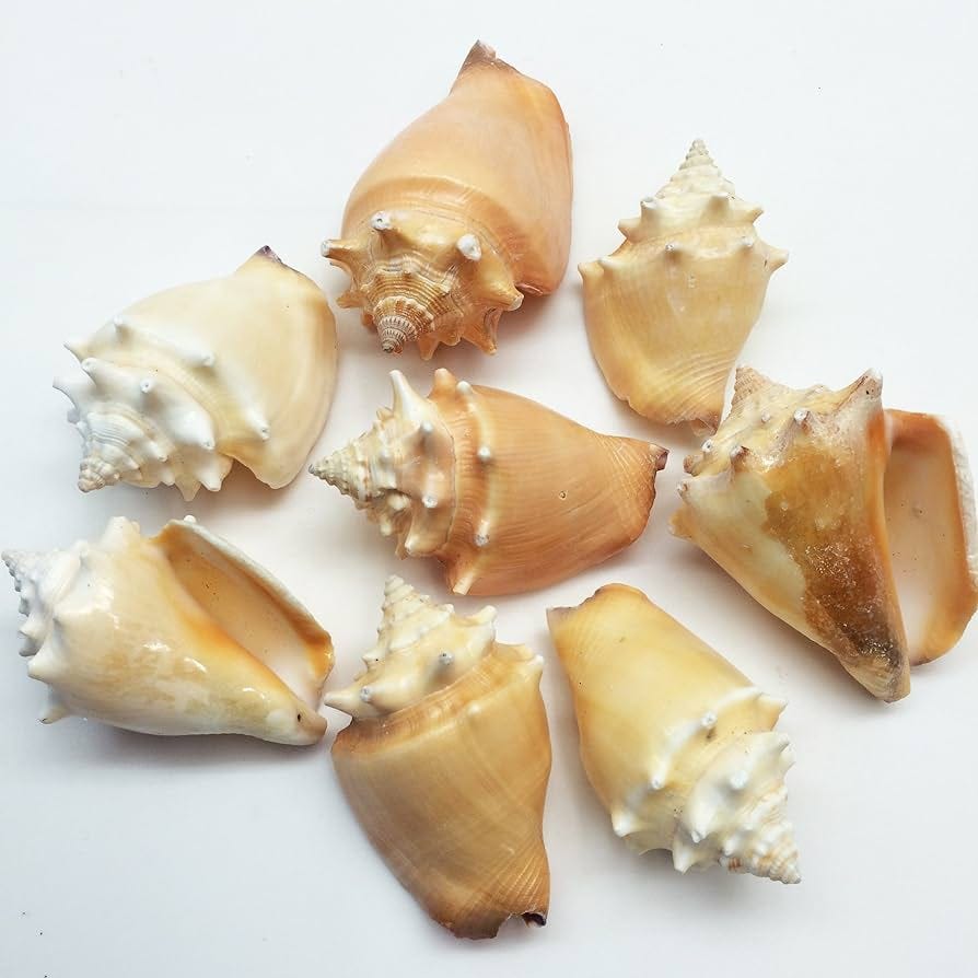 The Spiritual Significance of Conch Shells | by πΆπΌπ»ΚγΤπβπα΅π»πΌπΆ | Medium