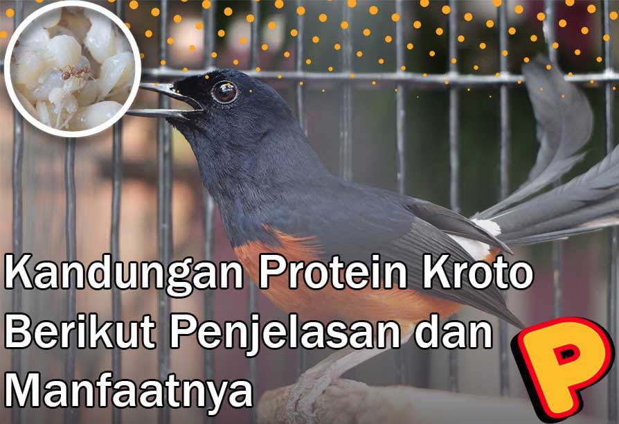 Kroto Protein Content: Here Are the Explanations and Benefits