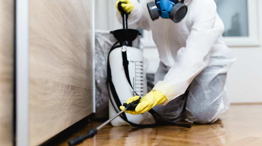 Safeguarding Your Udaipur Property The Ultimate Pest Control Guide