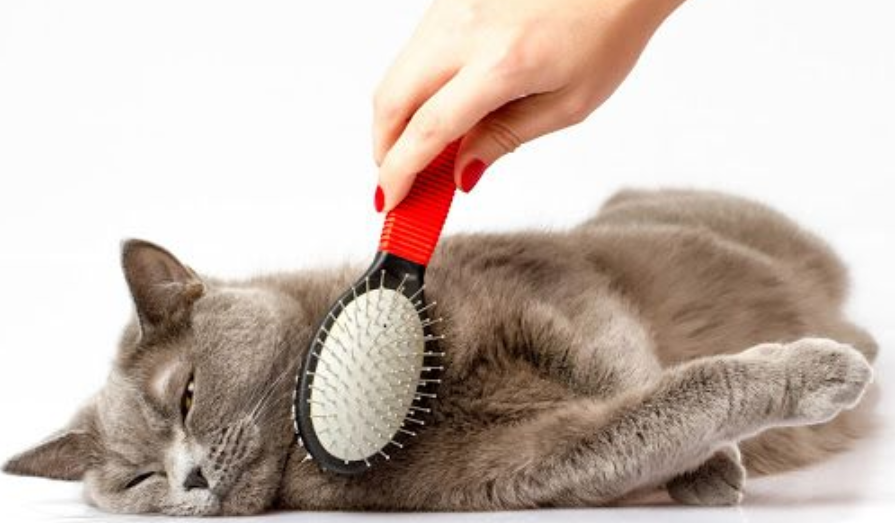 Top 10 Tips for StressFree Cat Grooming by Aleemrajpoot Medium
