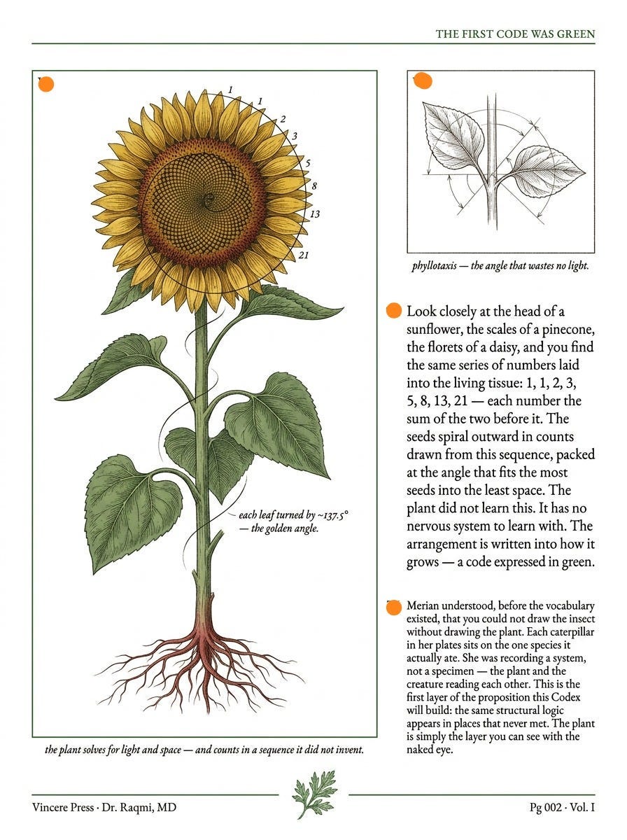 The seed head counts in Fibonacci numbers; the leaves climb by a constant angle. The plant solves for light and space — and encodes a sequence it did not learn. Vincere Press, Pg 002.