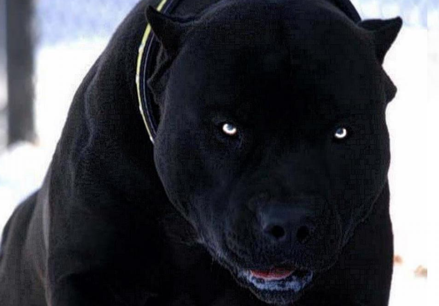The Most Dangerous and Unpredictable Dog Breeds Are the Top 5 Animals