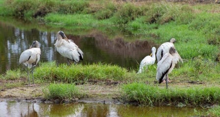 Storke Wetland