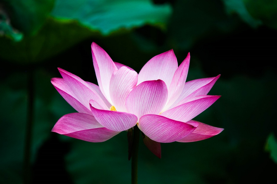 Enlightenment: Anybody Can Awaken If They Investigate Properly
