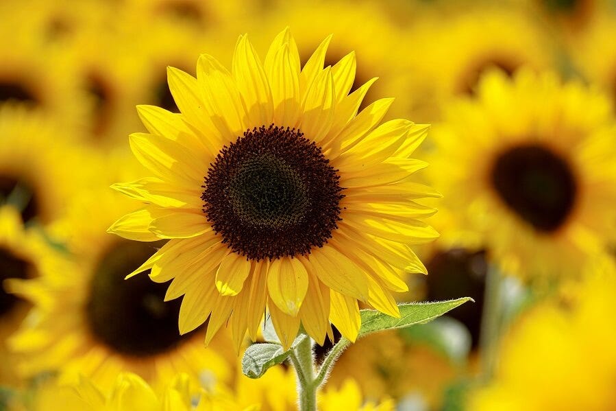 Sunflower Meaning. The meaning of sunflowers in life by