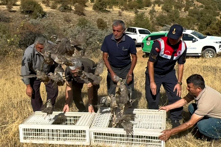 Kene Savar Keklikler Malatya’da Doğaya Salındı