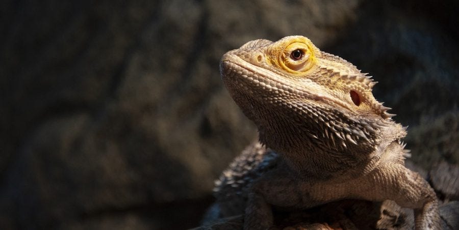 The Central Bearded Dragon | by Critter Science | Medium