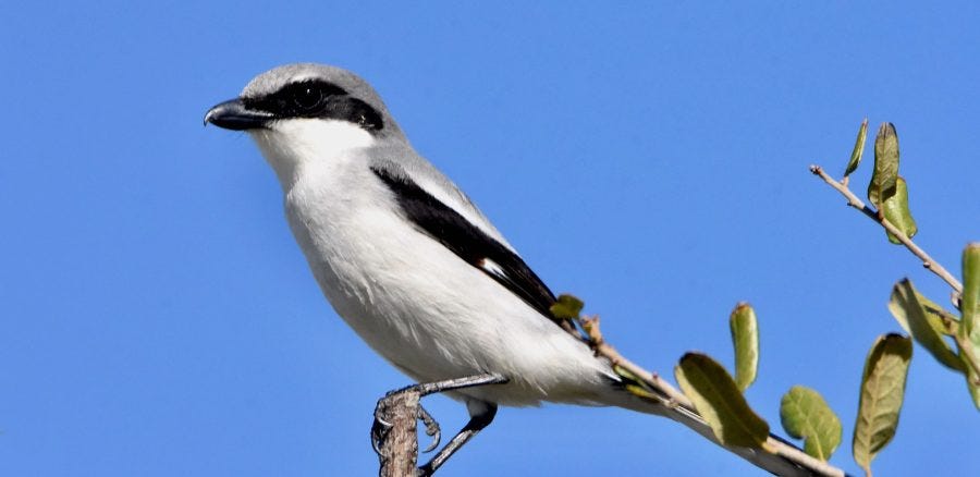 The Loggerhead Shrike | by Critter Science | Medium