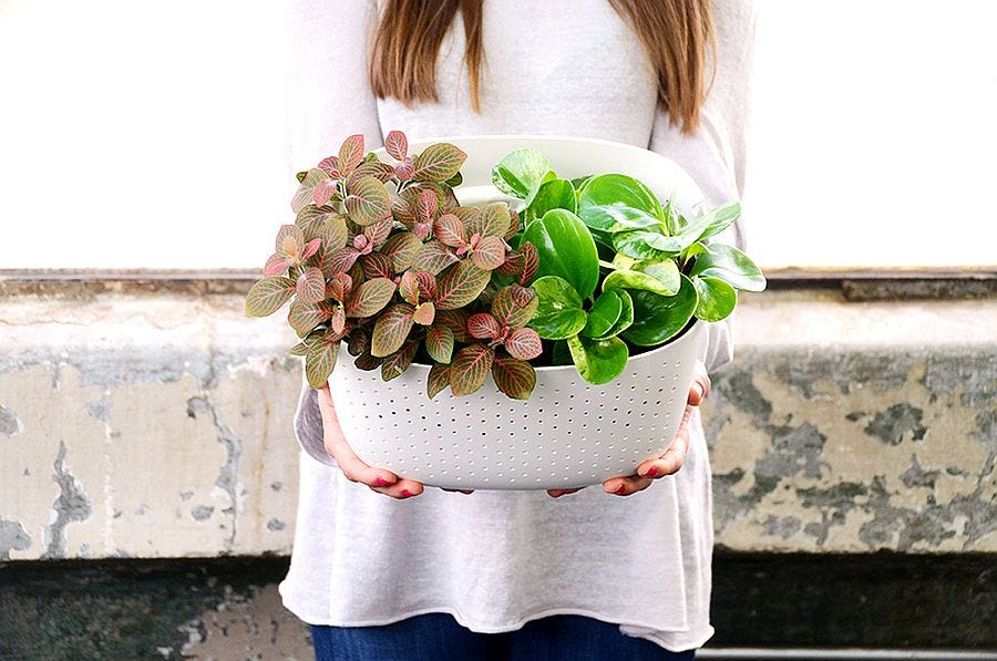 Vertikale Güte: 10 DIY-Living Walls-Kits für Green Living