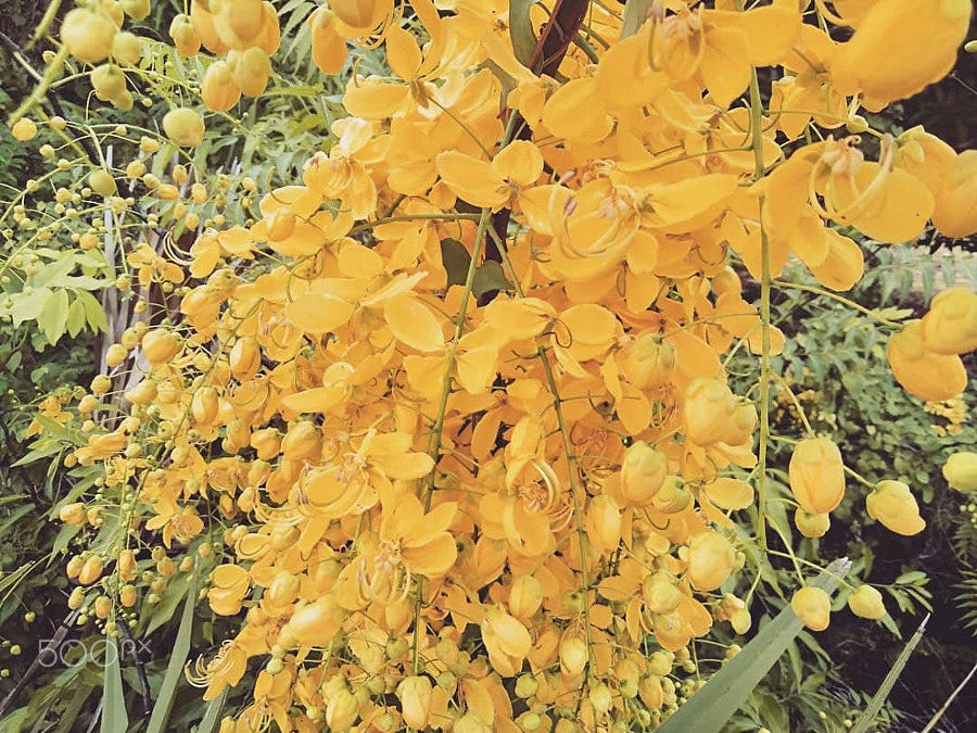 Scent of Love During a Rainy Day in a Forest Area