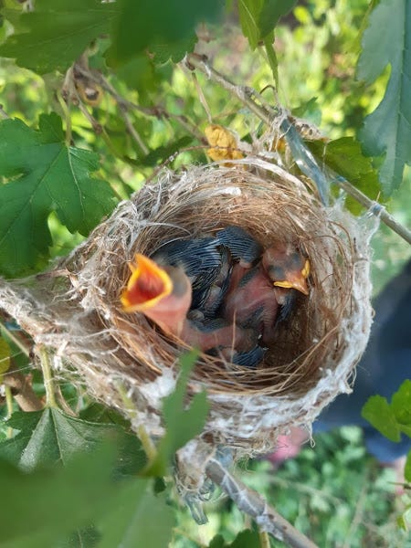 Is a Birds Nest Considered a Part of Their Habitat? Essential Facts