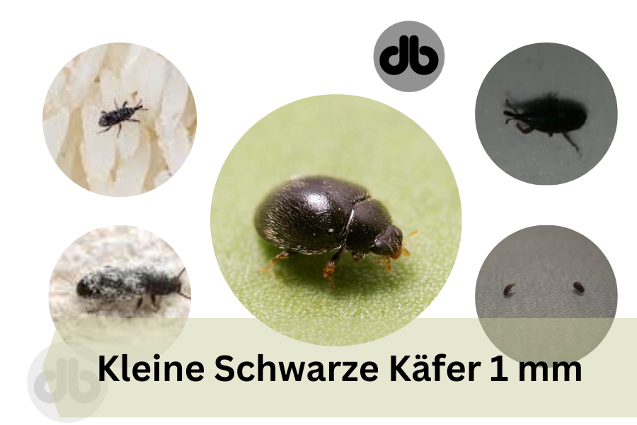 Ganz Kleine Schwarze Kafer