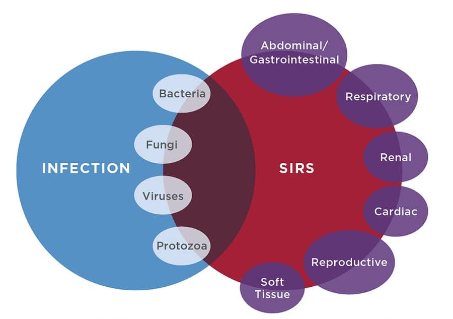 Revolutionizing Sepsis Patient Care: Real time SIRS Alerts via Email