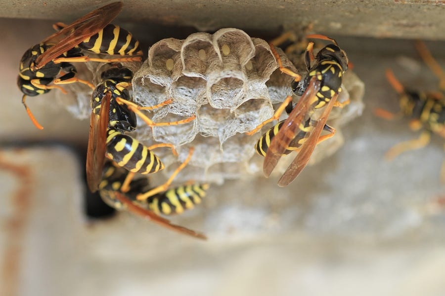 How to Prevent Wasps From Nesting In Homes by Target Wasp Removal