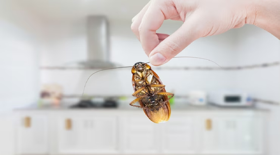 A Guide to the Most Common Kitchen Restaurant Pests | by TechSquadTeam ...