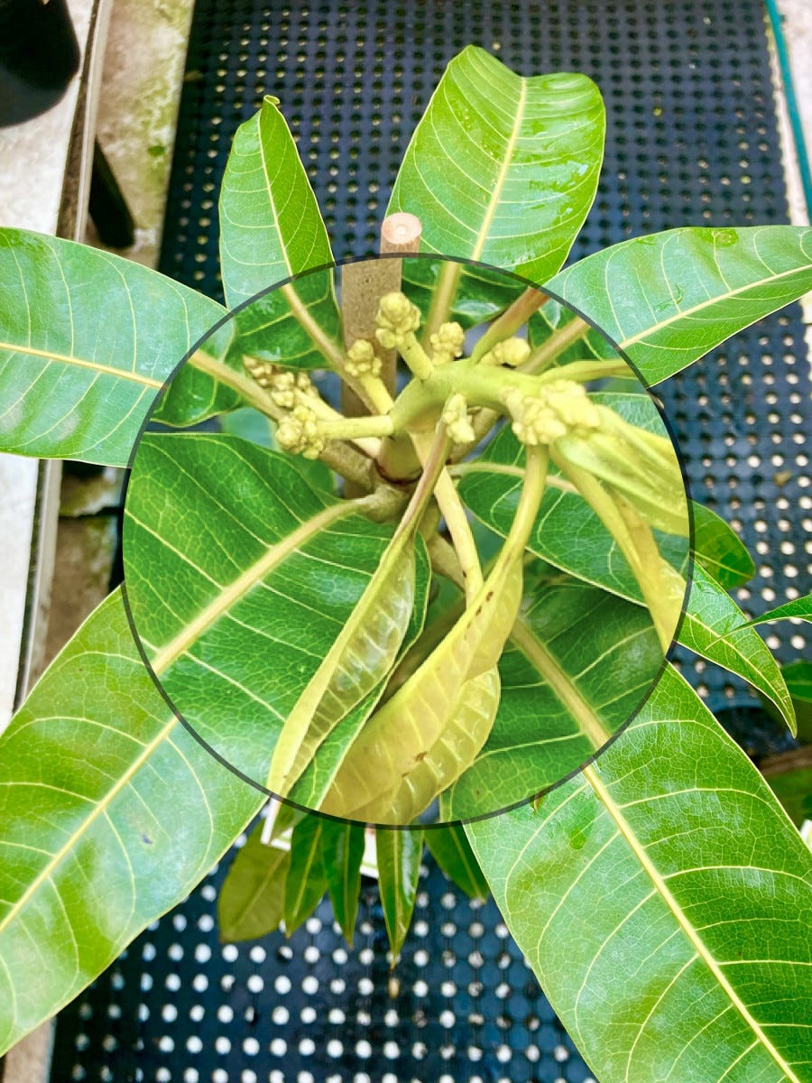 Mango tree Care in Sydney (Watering, Fertilisation, Pruning ...