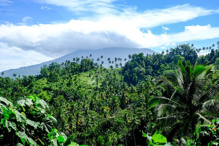 Field Notes: Tangkoko Nature Reserve, Indonesia, Sulawesi