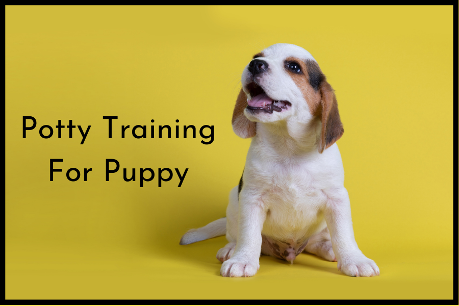 Potty training for puppy — first step of training by sanket Medium