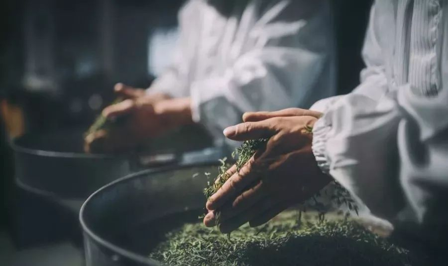 The Origins and History of Tea
