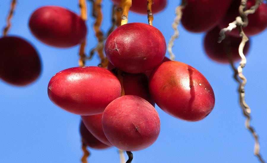 dates fruit origin. The Benefits of dates fruit. dates in spanish fruit? -  Realblog - Medium